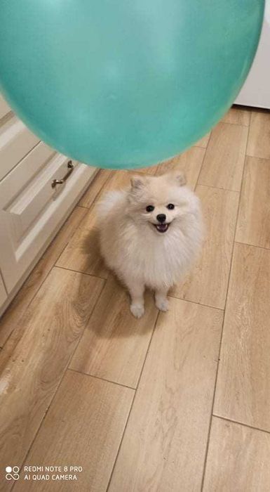 В'язка шпіц Львів