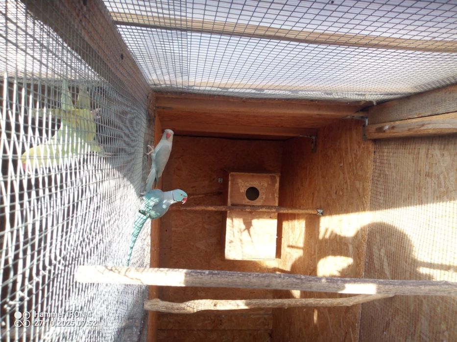 Sprzedam Aleksandretty