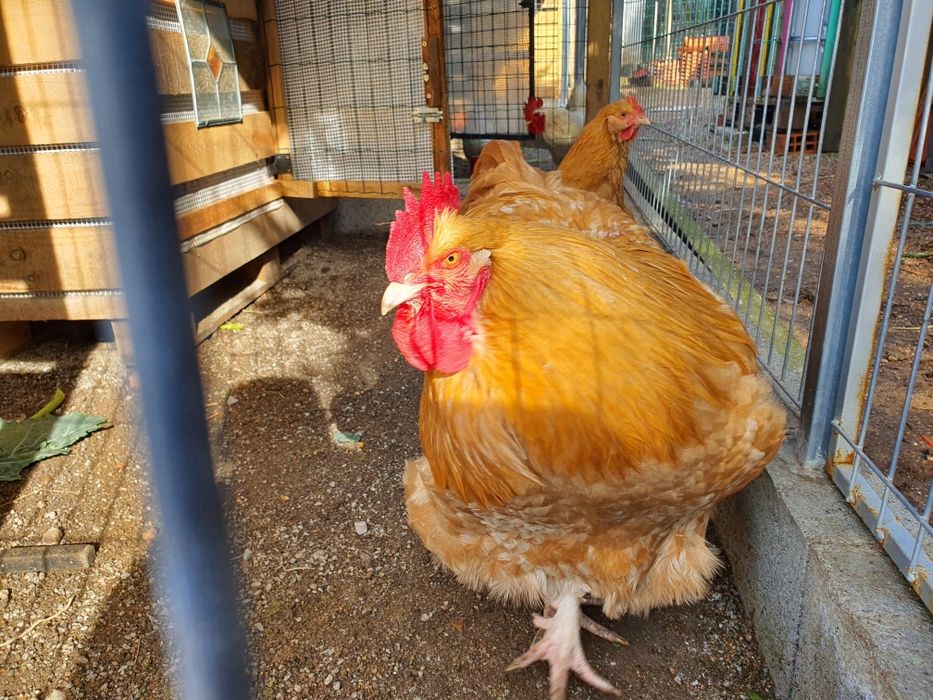 Ovos Orpington Amarelo