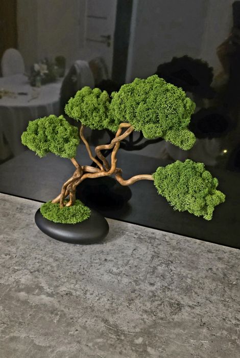 Drzewko bonsai z mchem chrobotkiem fińskim. Prezent. Dekoracje wnętrz