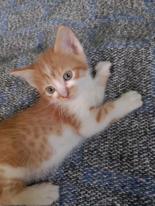 рыжие котята с голубыми глазками