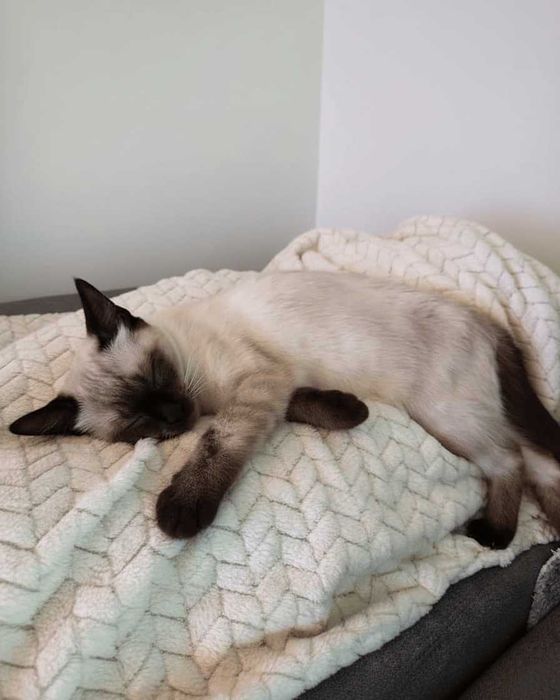 Setúbal / Margem Sul / Lisboa — PICO, gatinho cego p/ adoção especial