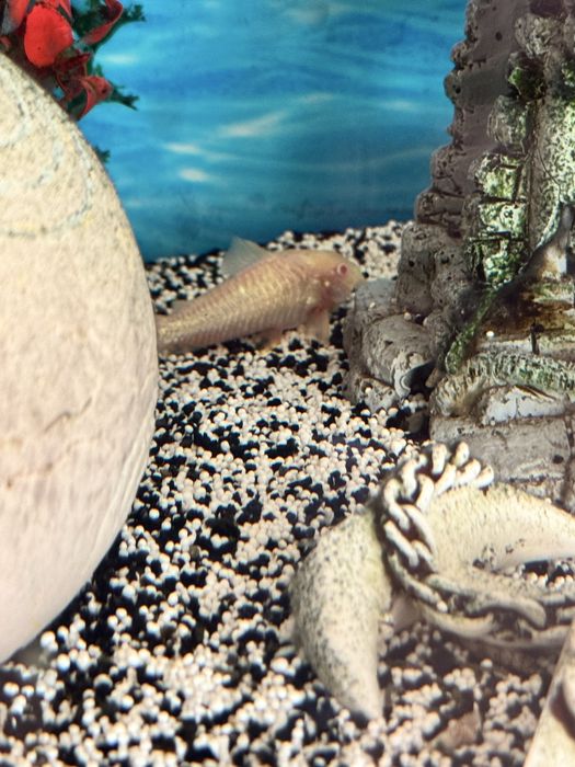 Aquario completo com peixes