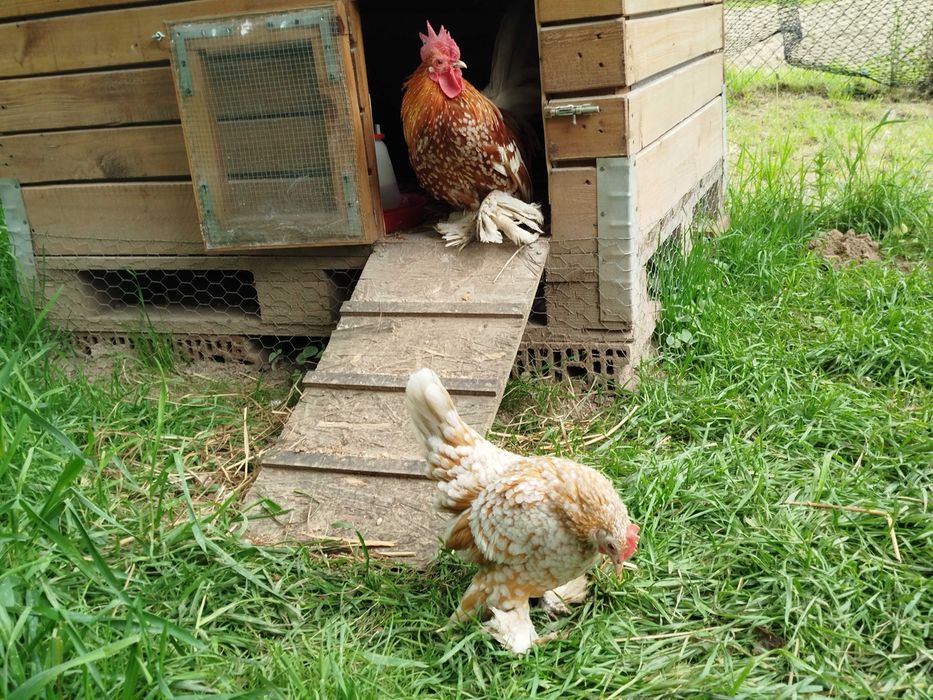 Jaja lęgowe karzełek łapciaty, serama