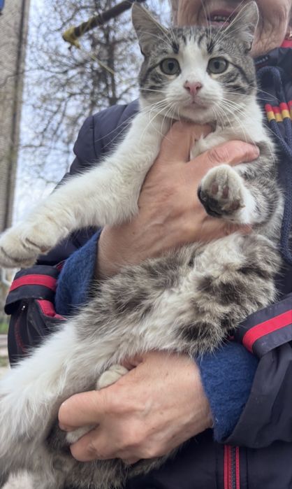 Котики в добрі руки