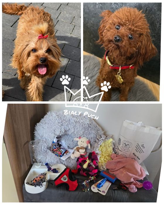 Cavapoo cavadoodle red brown mini badania paszport wyprawka