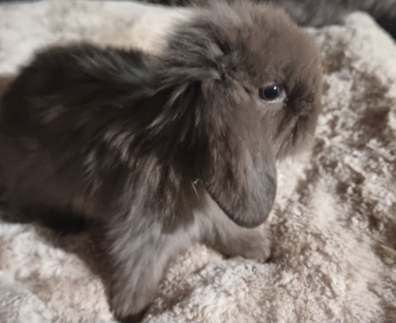 Coelhos anões mini lop