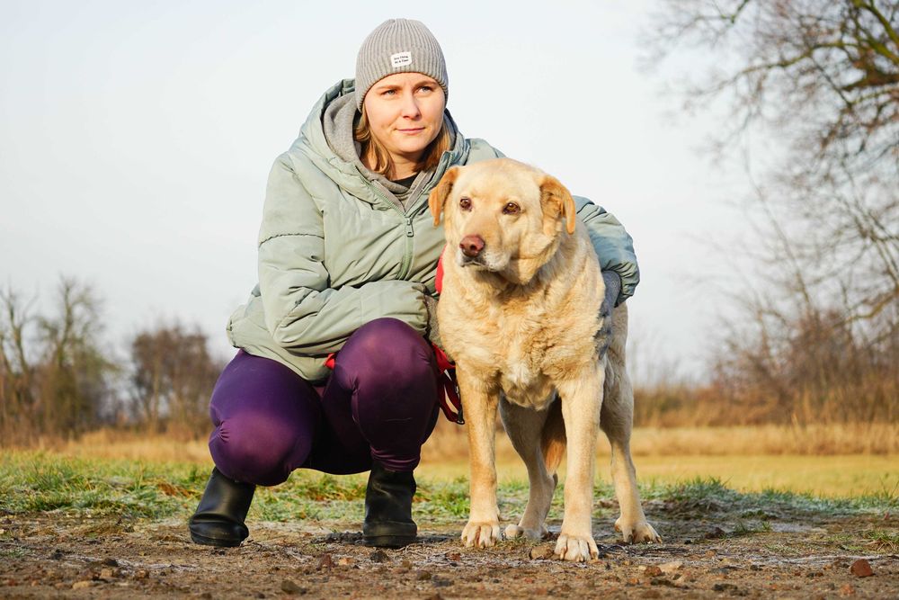 BINIO - śliczny strszy psiak w typie labrador