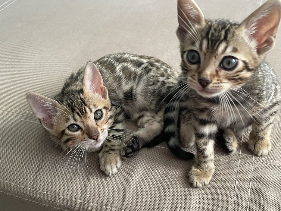 Продаються бенгальські кошенята.