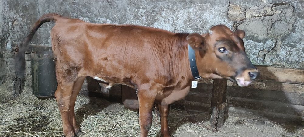 Продам джерсейчика на хозяйство