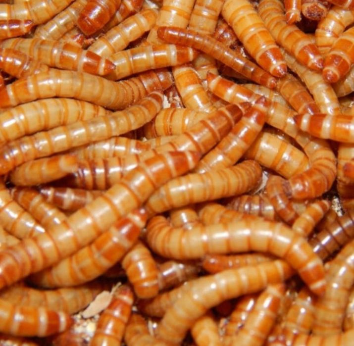Мучной червь живой 500 штук - мучной хрущак, мучник, корм