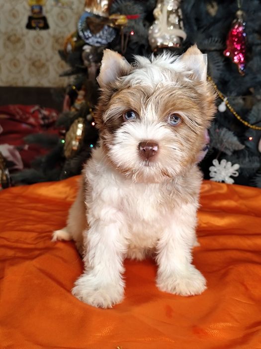 Блакитноока блондинка йорк