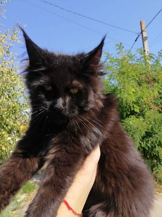 Кошечка Мейн Кун  Maine Coon