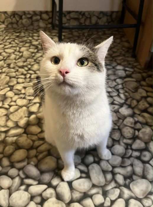 Kocurek Lolek szuka domu!