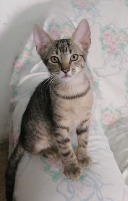 Dois gatos disponíveis para adoção, um macho e uma fêmea, com 10 semanas de idade.