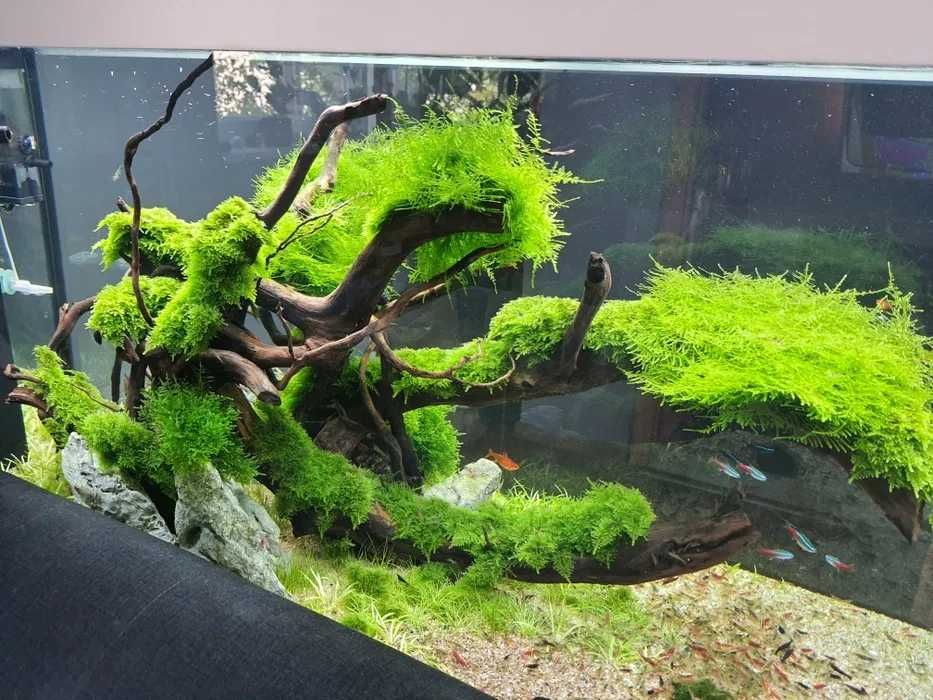 Mech Peacock moss