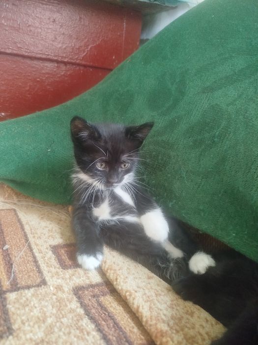 Котенята в добрі рукі