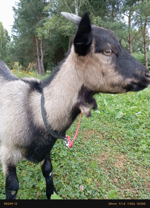 Młoda koza tegoroczna