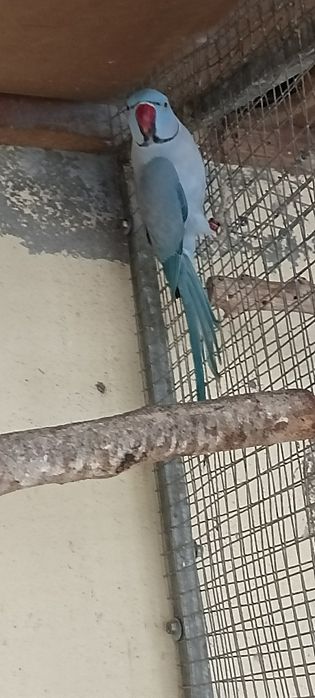 Ring neck para ceder