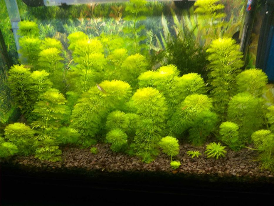 limnophilia aquatica  możliwość wysyłki