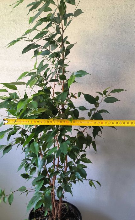 Fikus Benjamina kwiatek doniczkowy wysokość 100 cm Kraków