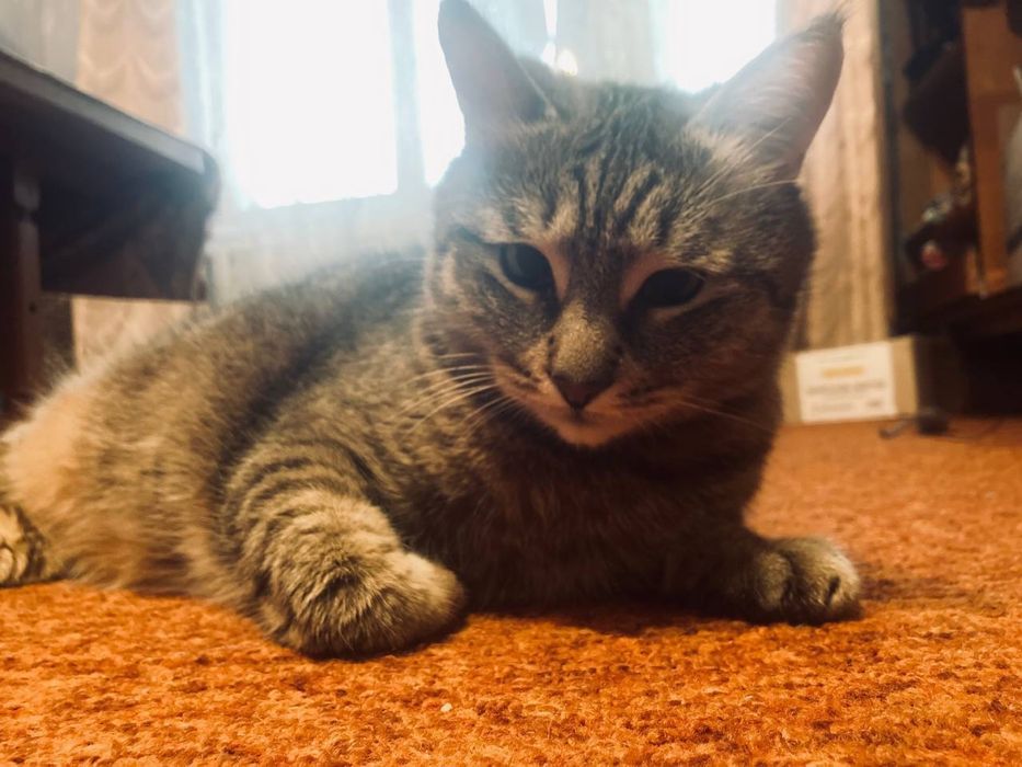 Отдам  бесплатно