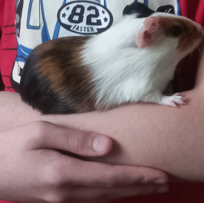 Морська свинка (не кусається)