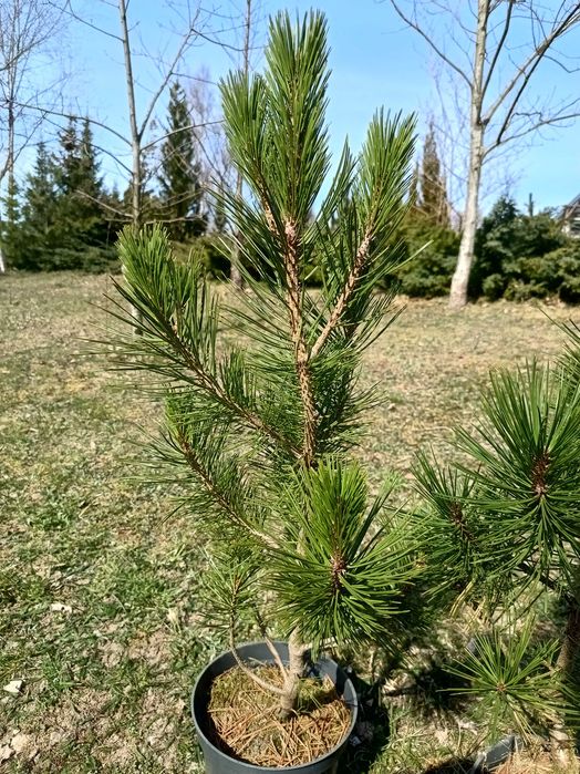 Sosna bośniacka - duże sadzonki 50-60 cm w doniczkach.
