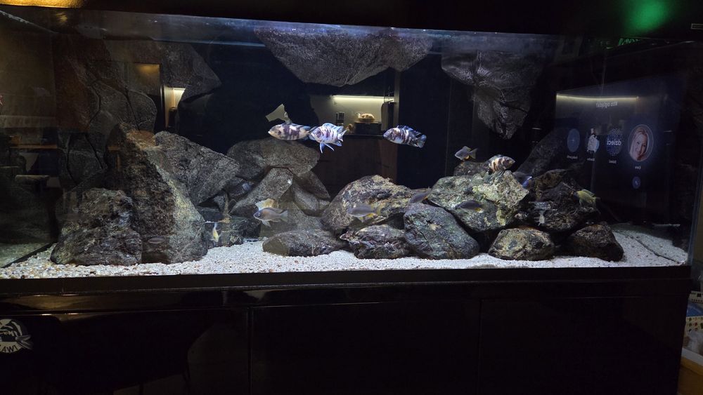Pełna obsada Malawi Mc/ob/bb - metriaclima, aulonacara, copadichromis