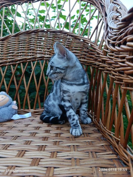 Бенгальский котик серебро