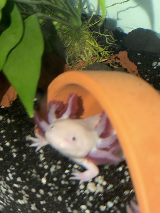 Peixes Axolotes