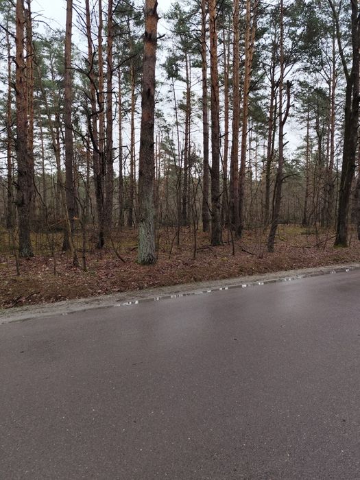 Sprzedam las w miejscowości Kozodrza