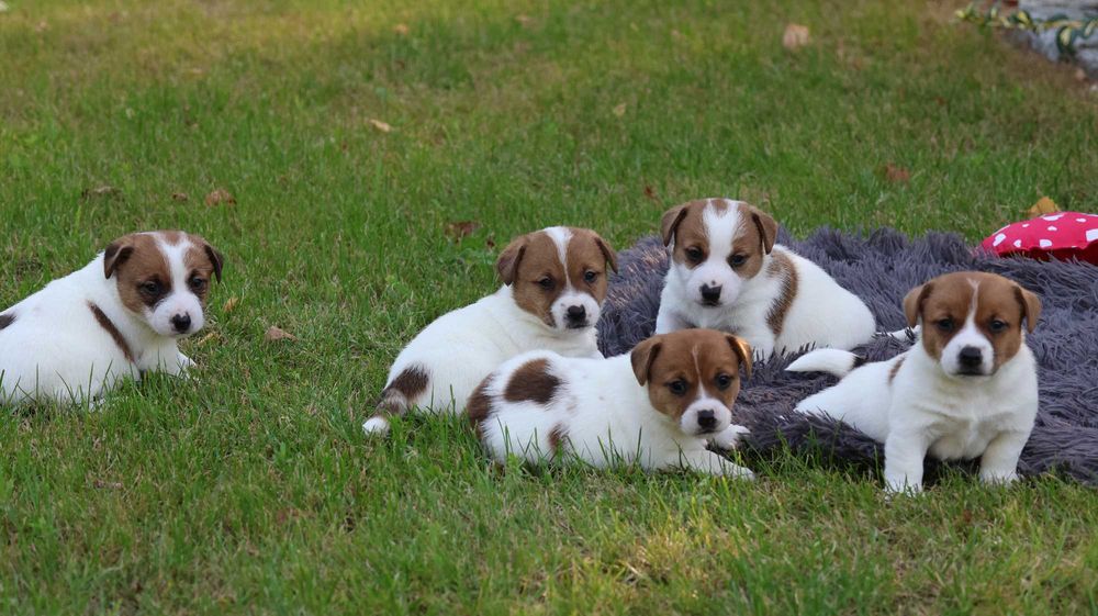 Jack Russell Terrier /ZKwP FCI- wzorcowa hodowla- PIESEK