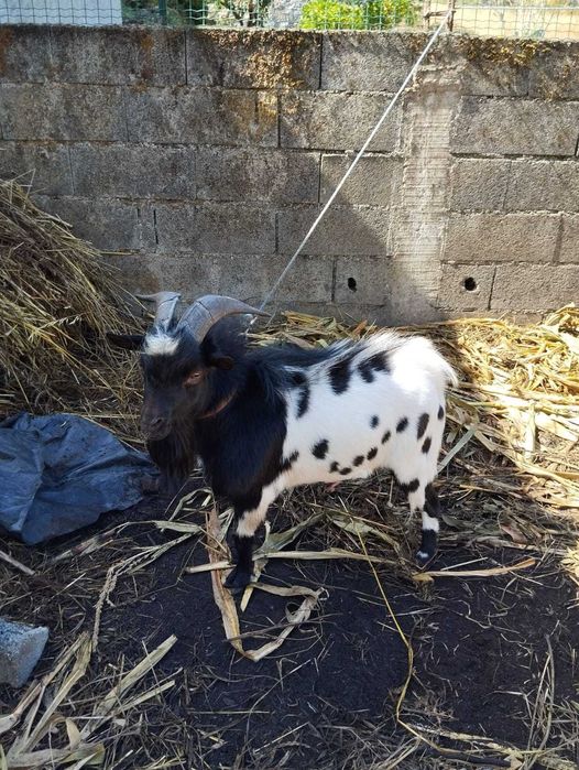 Cabrito anão adulto preto e branco