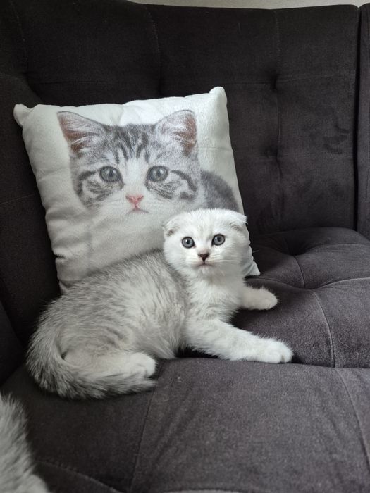 Вислоухая девочка серебристая шиншилла шотландский котёнок