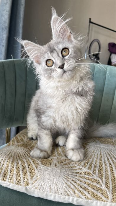 Дівчинка мейн-кун Солоха. Можлива доставка.