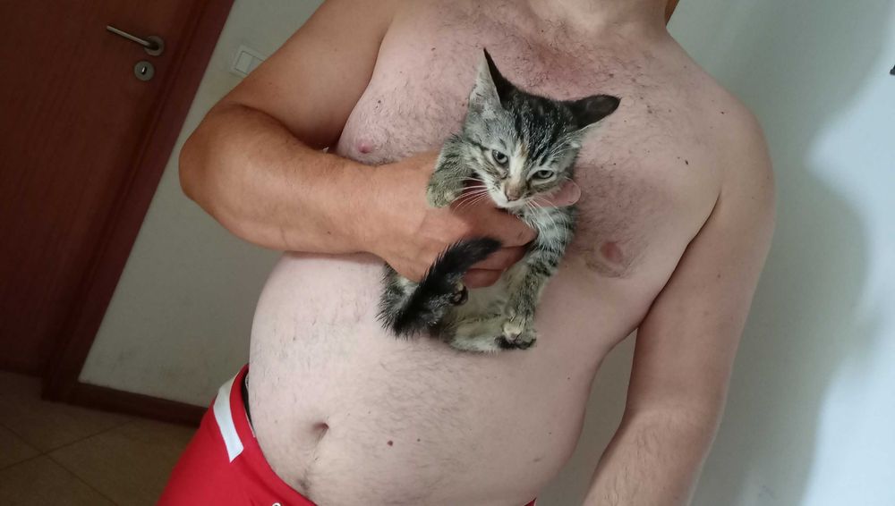 Gatinha para adocao