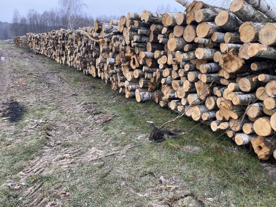 Skup i transport drewna paletówki, papierówki, kłody, dłużycy