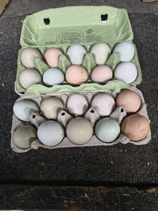 Jajka lęgowe mix marans,araukana,australorp