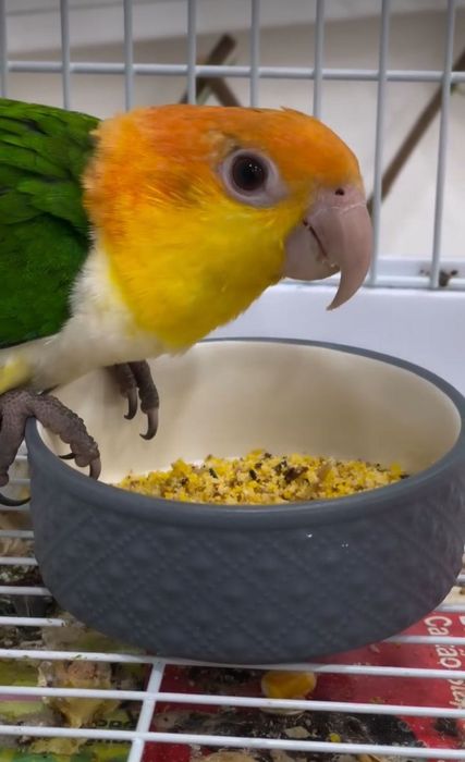 Pionite fêmea com documentação