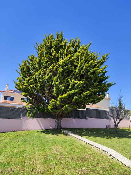 Jardineiro Sintra/Mafra/Ericeira