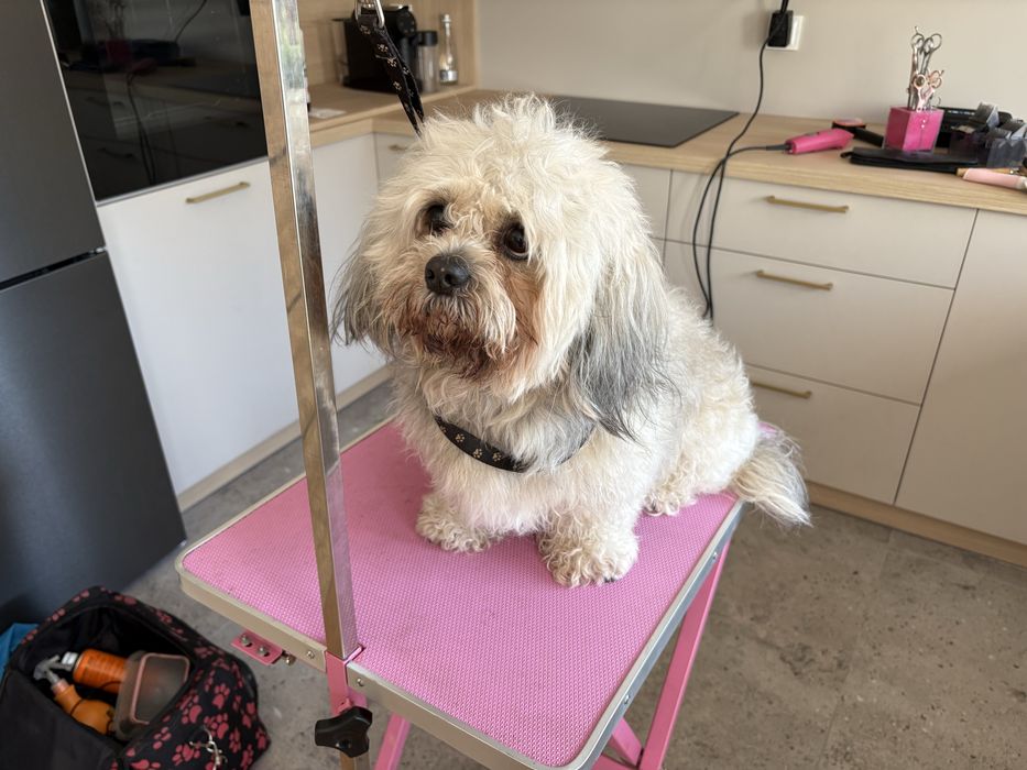 Strzyżenie psów i kotów z dojazdem do klienta tylko weekendy