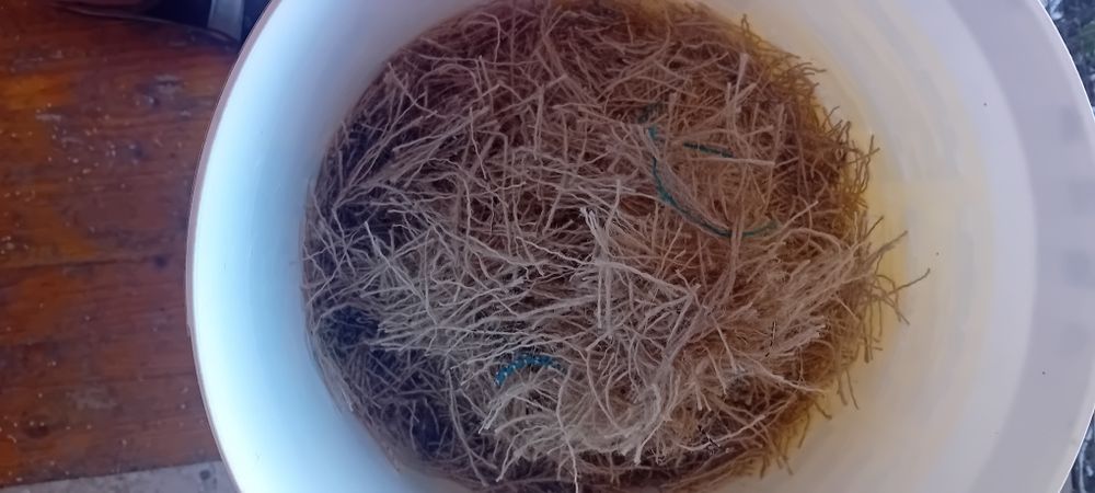 Sacos de Sarapilheira para trabalhos ou ninhos dos canários