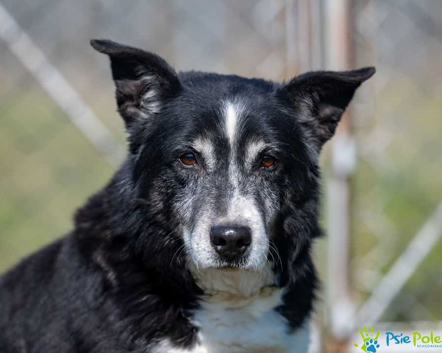 Uroczy grzeczny CASANOVA