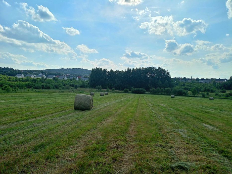 Siano belki bele tegoroczne 1 pokos