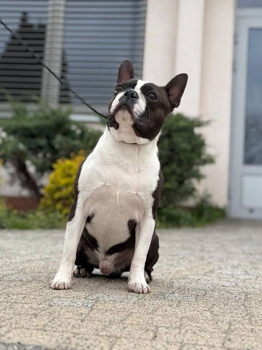 Boston Terrier piesek ZKwP FCI