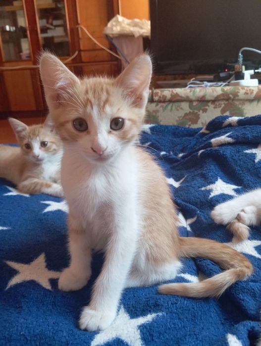 Отдам рыжих котяток)))