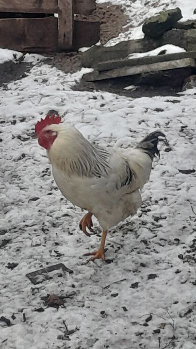 Півень домашній продам