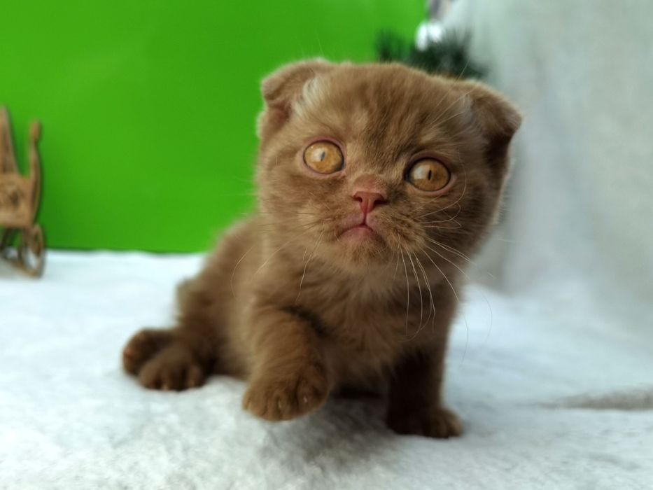 Редкий вислоухий котенок в окрасе циннамон с документами и ветпаспорто