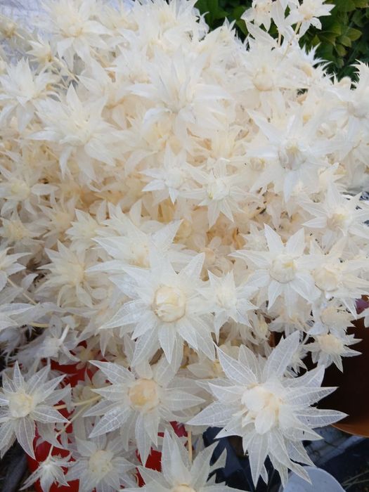 Сухоцвіти (пшениця, лагурус, фалярис)